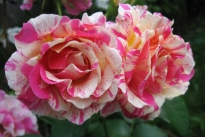 roses